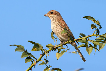 Red-backed shrike (Lanius collurio) female sitting on a branch