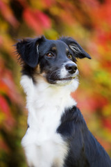 Hund im Herbst boarder Collie