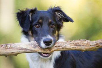 Hund im Herbst boarder Collie