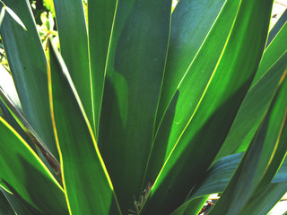 Obraz na płótnie Canvas closeup of green leaf