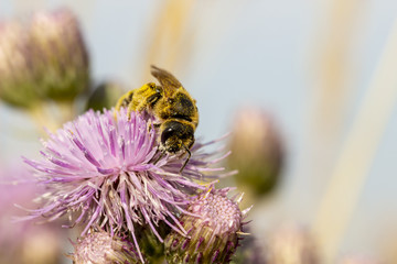 Abeille butinant sur un chardon