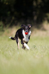 Hund auf dem Feld beim spielen