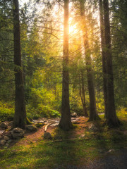 Beautiful Forest Scenery With Sun Shining Through the Trees