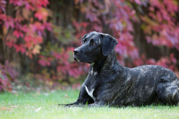 Rassehund im Herbst