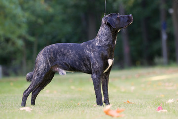 Rassehund im Herbst