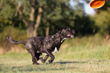 Rassehund im Herbst