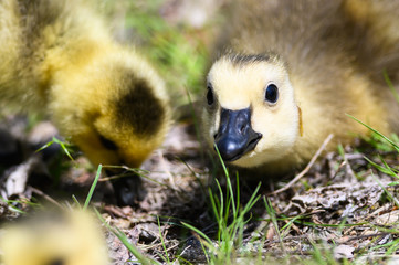 Newborn Gosling Making Direct Eye Contact