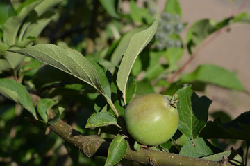 Apple and leaves on an apple tree branch. Close-up