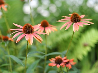 エキナケアの花