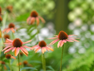 エキナケアの花