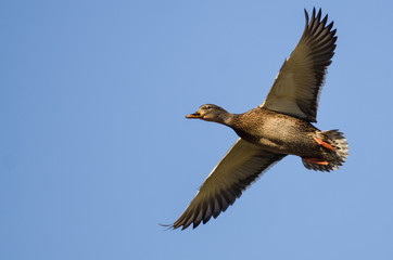 Mallard Duck Flying in a Blue Sky