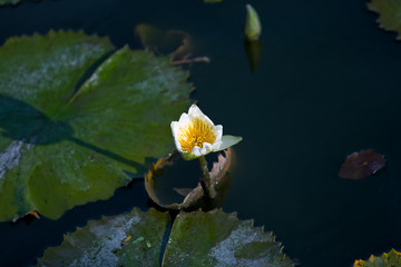flower shot on  island