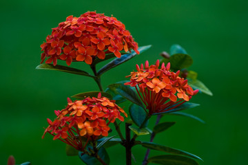 flower shot on  island