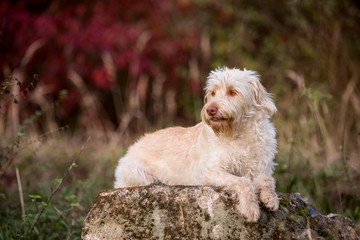 Hund im Herbstlaub