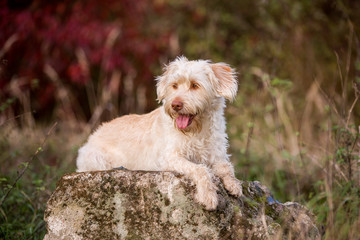 Hund im Herbstlaub