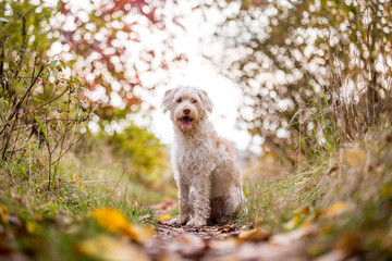 niedlicher blonder Mischling, Hund sitzt zentriert im Herbstlaub und schaut in die Kamera