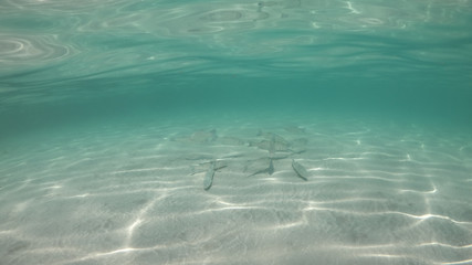 Underwater photo of fish swimming in Mediterranean sandy beach with emerald clear sea