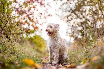 Hund im Herbstlaub