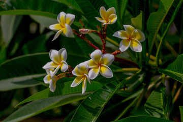 flower shot on  island