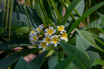 flower shot on  island