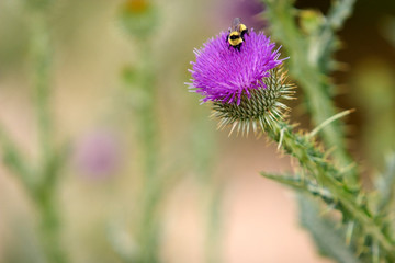 Noxious Weed - Bull Thistle