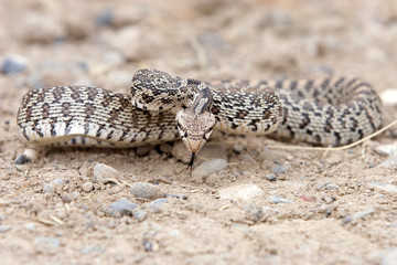 Bullsnake