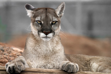 Obraz premium Mountain lion with paws on wood staring at the camera.