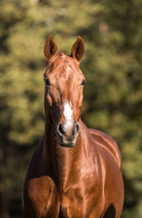 Fuchs Wallach auf der Weide, interessante Blesse, Warmblut schaut interessiert und neugierig