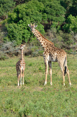 Naklejka na ściany i meble Giraffe at Arusha National Park, Tanzania, Africa
