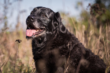 alter Hund im Herbst