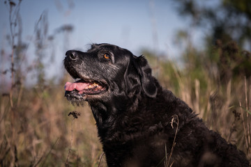 alter Hund im Herbst