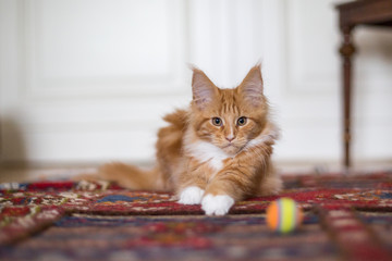 Wohnungskatze Maine Coon roter Kater Rassekatze spielt mit einem kleinen Ball im Wohnzimmer