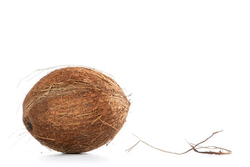 Coconut on white background, with copy space for text