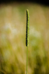  One spike of Timothy grass on a blurred green background
