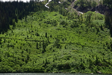 Green Mountain Dramatic Large Trees Park  Spring