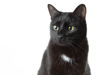 Portrait of an adult black cat on a white background. The cat quietly sits and looks aside