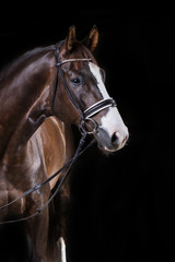 Fototapeta premium Koń w studio fotograficznym