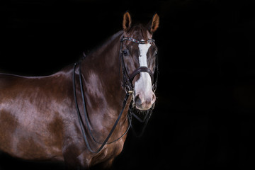 Pferd im Fotostudio