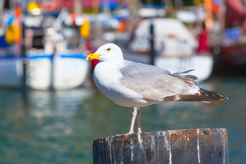 Urban Seabird at City Harbor / Portrait of big seagull on pillar at small town harbor  (copy space)
