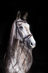 Pferd im Fotostudio Warmblutschimmel 