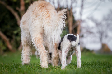 Hunde auf einer Wiese lernen sich kennen