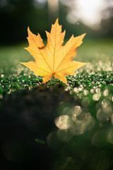 The yellow leaf of the Canadian maple fell from the tree on the wet grass and shines through the suns bokeh environments. The colors and mood of autumn. view from above