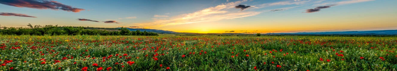 Fototapeta na wymiar Panoramic view of a red poppies field with a cloudy blue sky during a sunny spring day - Image