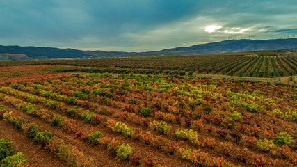 Fototapeta na wymiar Panoramic photo of a vineyard in spring during a stormy day sun rise with grey clouds on the sky - Image