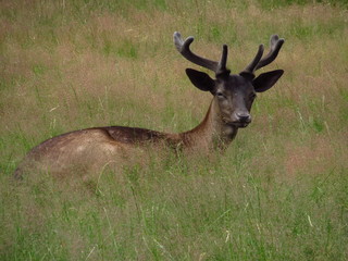 Naklejka na ściany i meble lying deer in the grass