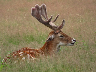 lying deer in the forest