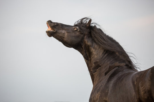 wundersch&ouml;ner Friese auf der weide Hengst fleht und streckt den Hals
