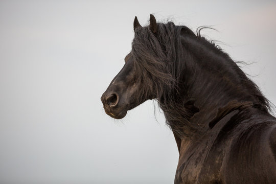 Friese Pferd Hengst auf der weide M&auml;hnenwunder sch&ouml;ner Kerl Imposant und stolz