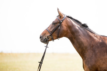 braune Stute Pferd auf der koppel