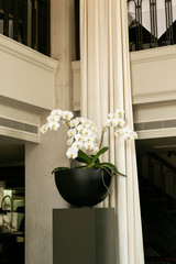 White Orchid Flower in Round Black Pot, Modern Fine Restaurant Decor, Floral Decoration